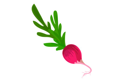 Fresh radish icon, cartoon style