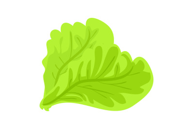 Green lettuce leaf icon, cartoon style