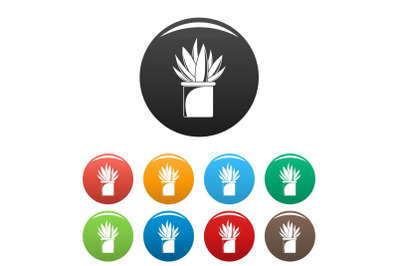 Aloe cactus pot icons set color