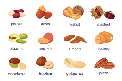 Cartoon nuts. Walnut, hazelnut, pistachio and peanut icon. Healthy org