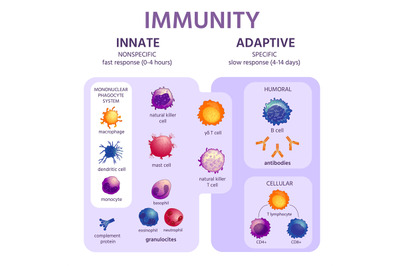 Innate and adaptive immune system. Immunology infographic with cell ty