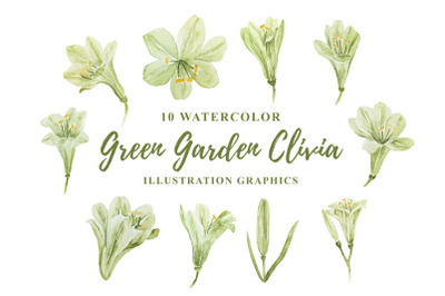 10 Watercolor Green Garden Clivia Illustration Graphics