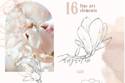 Magnolia flower line art clipart. Line drawing, PNG files