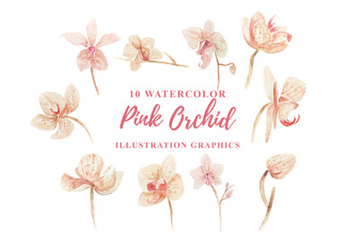 10 Watercolor Pink Orchid Illustration Graphics