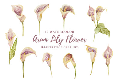 10 Watercolor Arum Lily Flower Illustration Graphics