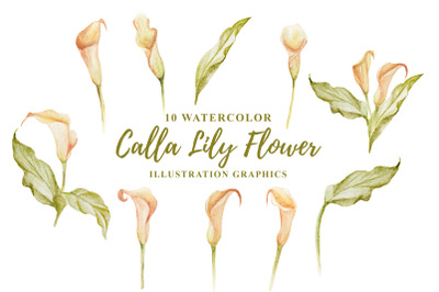 10 Watercolor Calla Lily Flower Illustration Graphics