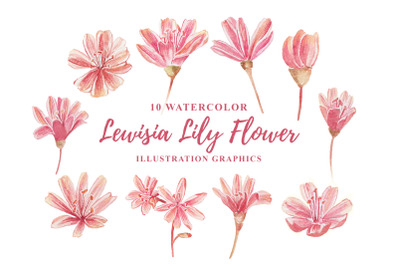 10 Watercolor Lewisia Flower Illustration Graphics