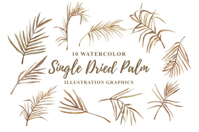 10 Watercolor Single Dried Palm Illustration Graphics