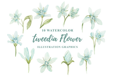 10 Watercolor Tweedia Flower Illustration Graphics