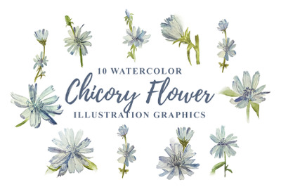 10 Watercolor Chicory Flower Illustration Graphics