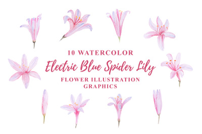 10 Watercolor Electric Blue Spider Lily Flower Illustration Graphics