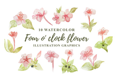 10 Watercolor Four o&#039; clock Flower Illustration Graphics
