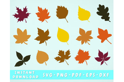 Fall Leaves SVG Bundle - 15 Designs, Fall Leaves Cut Files