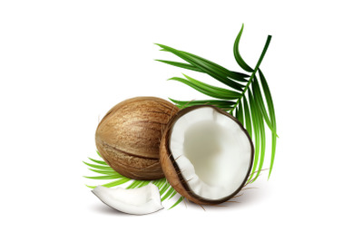 Coconut Fresh Tropical Nut And Tree Leaves Vector