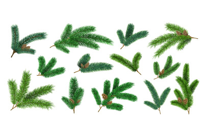 Realistic christmas tree branches and fir twigs with pinecone. Evergre