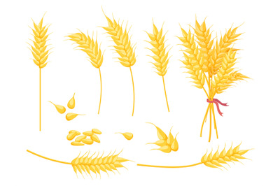 Cartoon ripe gold wheat plant, grain and ear. Yellow single spikelet,