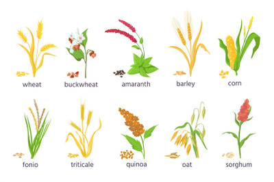 Cartoon farm cereal crops and grain grass plants. Agriculture corn, wh