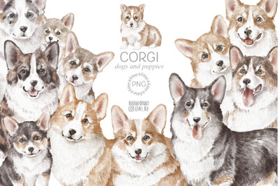 Corgi dogs and puppies png clipart