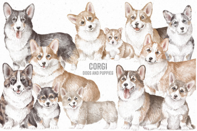 Corgi dogs and puppies png clipart