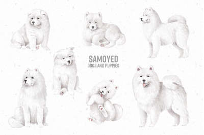Samoyed dogs digital clipart png
