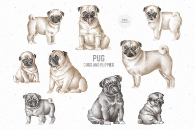 Pug dogs png clipart