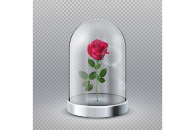 Rose in glass dome. Isolated beautiful red flower under transparent fl