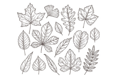 Sketch autumn leaves. Fall leaf, hand drawn vintage foliage element. I