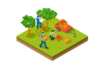 Isometric gardening. Farmers, plantation agriculture workers harvestin