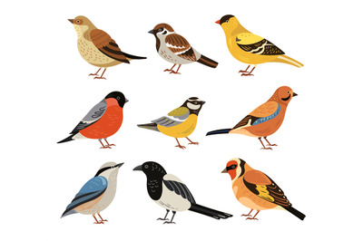 Winter birds. Isolated wild bird, cartoon chickadee bullfinch robin. W