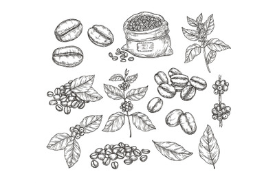 Coffee plants sketch. Vintage black beans, tasty arabica robusta grain