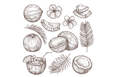 Coconut sketch. Drawing nature, hand drawn half exotic nuts. Isolated