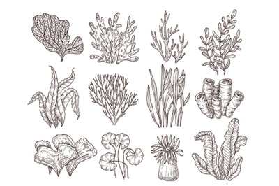 Sketch seaweed. Isolated ocean seaweeds, aquarium decorative art eleme