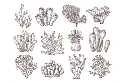 Coral sketch. Natural corals sketching, black engraving ocean reef flo