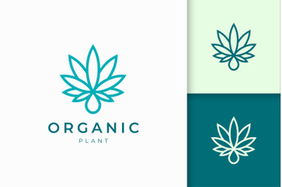 Cannabis Leaf and Oil Logo Template