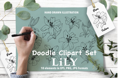 Doodle Clipart Set Lily Flower. Vector line art illustration