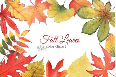 Autumn leaves watercolor clipart, Fall leaf PNG, maple, oak, cottonwoo