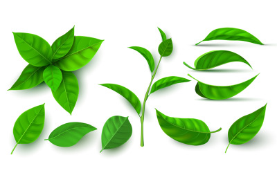 Realistic 3d fresh tea green leaves and branches. Flying tree leaf. Te