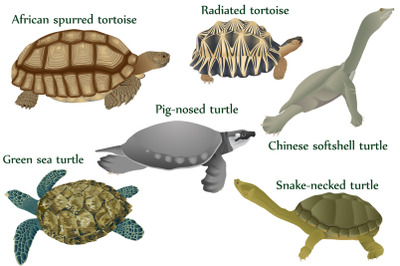 Turtles colour