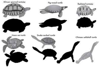 Turtles silhouette and black-white