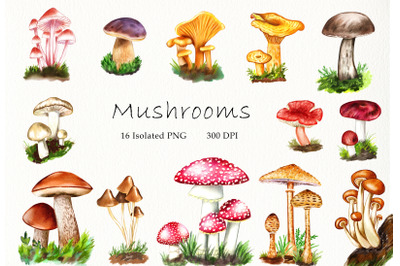 Watercolor Mushrooms Clipart, Forest Fungi, Autumn Mushrooms PNG