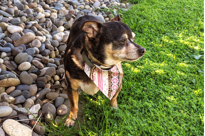 ITH Pet Collar Bandana Slider | Applique Embroidery