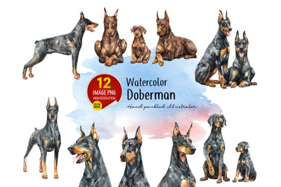 Watercolor Doberman dog head. Doberman portrait, Doberman Pinscher, Do