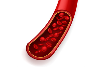 Blood vessel in section. Normal healthy coronary artery&2C; free particle