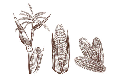 Hand drawn vintage corn. Cereal plants sketch drawing. Agriculture har