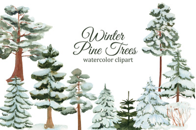 Winter pine trees watercolor clipart, spruce PNG, forest illustration, forest wedding clipart