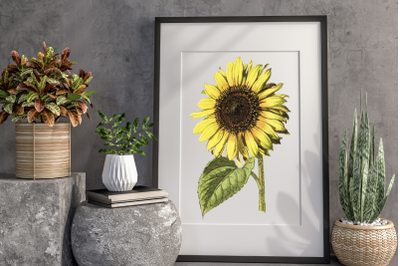 Vintage Sunflower Illustration