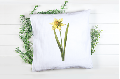 Yellow Vintage Wild Flower- Daffodil