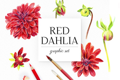 Red dahlia. 14 items in PNG and PSD 300 dpi