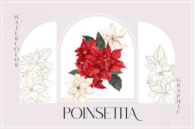 Poinsettia. Christmas Flower