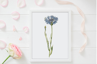 Delicate Blue Wild Flower Illustration